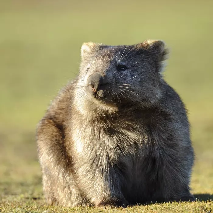 The Wombat's story
